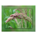 Suche nach unkraut poster Rasen