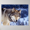Suche nach wolfe poster Foto