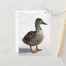 Suche nach babyenten postkarten Vogelvogel
