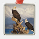 Suche nach ak ornamente Nordamerika