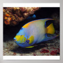 Suche nach angelfish poster Unterwasser