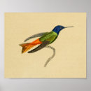 Suche nach grüner kolibri poster Vintag