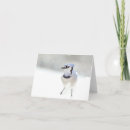 Suche nach blauhäher postkarten Winter