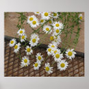 Suche nach müller poster Blume