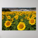 Suche nach cadiz poster Blume