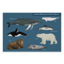 Suche nach wild lebende tiere poster Tierwelt