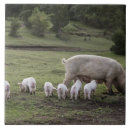 Suche nach gebiet fliesen Tier