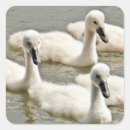 Suche nach cygnet aufkleber Für alle