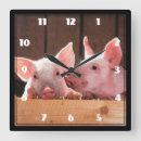 Suche nach ferkel poster wanduhren Nutztier