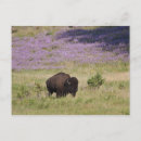 Suche nach amerikanischer bison postkarten Natur