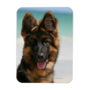 Suche nach schaferhund magnete Elsässisch