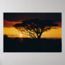 Suche nach afrikanischer sonnenuntergang poster Baum