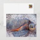 Suche nach honu postkarten Hawaii