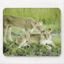 Suche nach löwe afrika mousepads Natur