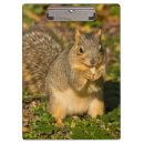 Suche nach eichhörnchen klemmbrett Grauhörnchen