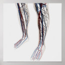 Suche nach anterior poster Physiologie