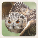 Suche nach braune eule untersetzer Vogel