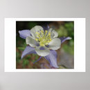 Suche nach columbine poster Blau