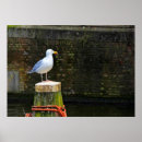 Suche nach seagull poster Küste