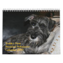 Suche nach standardschnauzer Hund