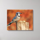 Suche nach blaues jay leinwandbilder Vogelbeobachtung