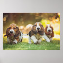 Suche nach basset hound poster Welpe