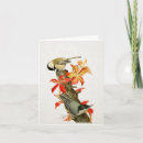 Suche nach kichererbse karten Singvogel