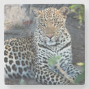 Suche nach mittleres format untersetzer Tier