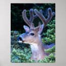 Suche nach tannen poster Washington