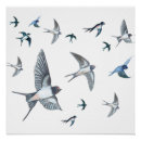 Suche nach vogelbilder poster Ornithologie