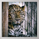 Suche nach zootiere poster Wildkatze