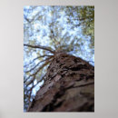 Suche nach baumrinde poster Holz