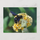 Suche nach gelbe schwarze biene postkarten Jede person