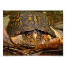 Suche nach dosenschildkröte Muschel