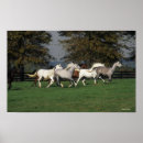 Suche nach araber poster Pferde