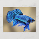 Suche nach betta fische postkarten Blau