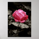 Suche nach rosendruck Rosa