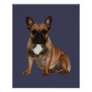Suche nach französische bulldoggen poster Für alle