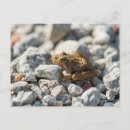 Suche nach frosch foto postkarten Amphibien