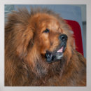 Suche nach inländischer hund poster Niedlich