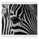 Suche nach zebra foto poster Tiere