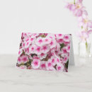 Suche nach phlox karten Natur