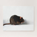 Suche nach ratte puzzle Weiß