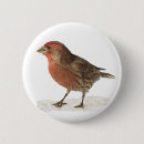 Suche nach fink buttons Vogel