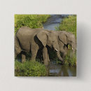 Suche nach afrikanischer elefant buttons Kenia