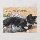 Suche nach christmas kitten postkarten Niedlich