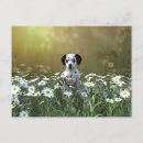 Suche nach wilder hund postkarten Niedlich