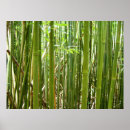 Suche nach bambus poster Hawaii