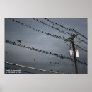 Suche nach schnur poster Vögel