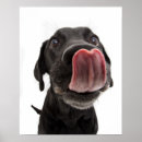Suche nach lecken poster Hund